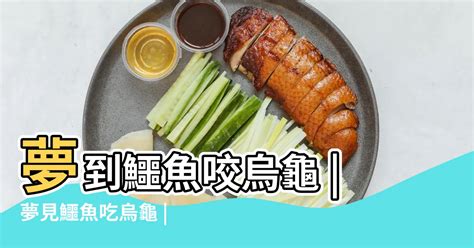 夢到ㄨ龜|夢見烏龜